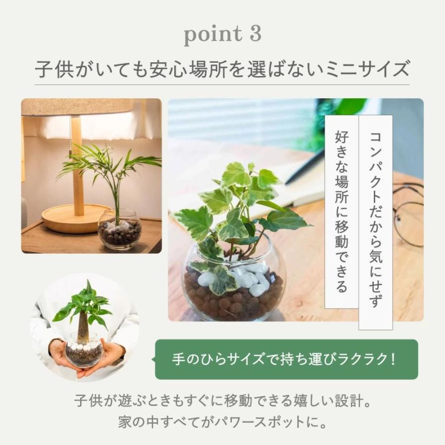 カポック シェフレラ 観葉植物 本物 ハイドロカルチャー おしゃれ ミニ 開店祝い 水耕栽培【コースター付き】 |  | 09