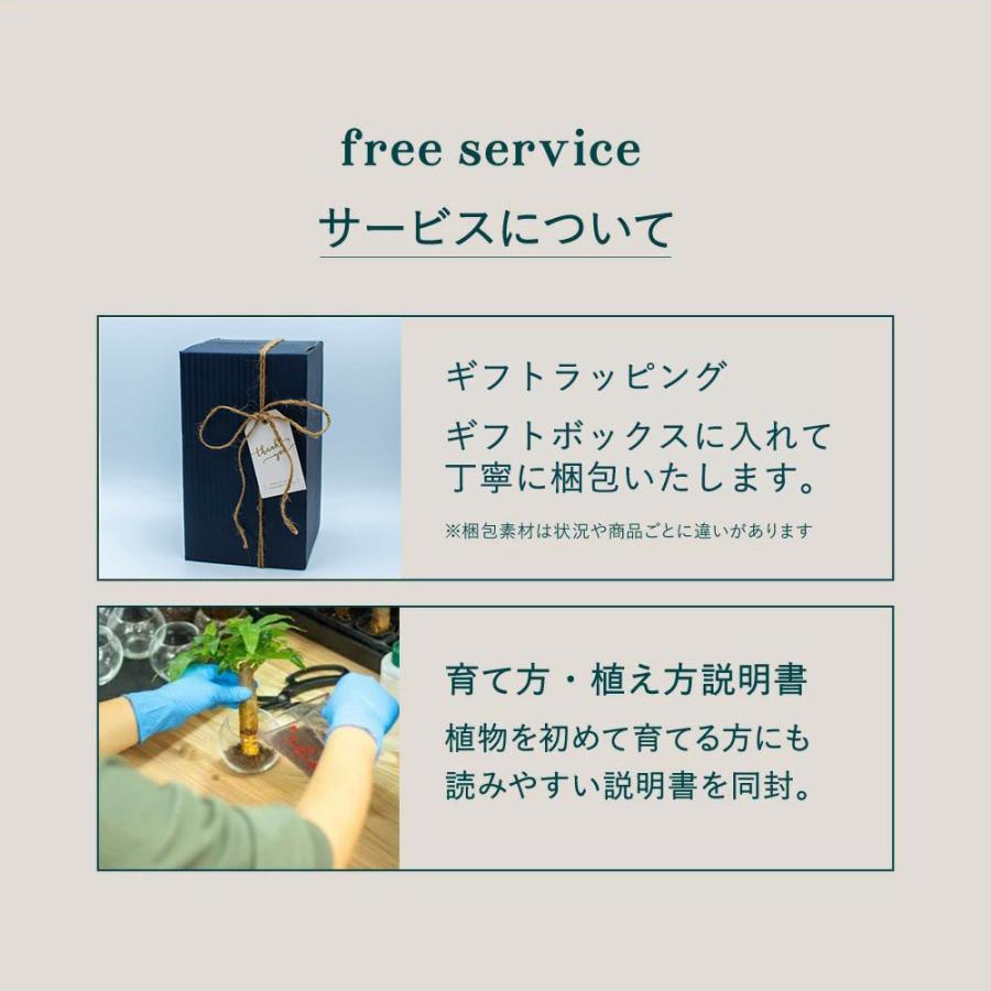 ポトスエンジョイ 小さい観葉植物 本物 ハイドロカルチャー 幸せの木 ミニ 開店祝い 水耕栽培【選べるコースター：丸木/蓮根】 |  | 14