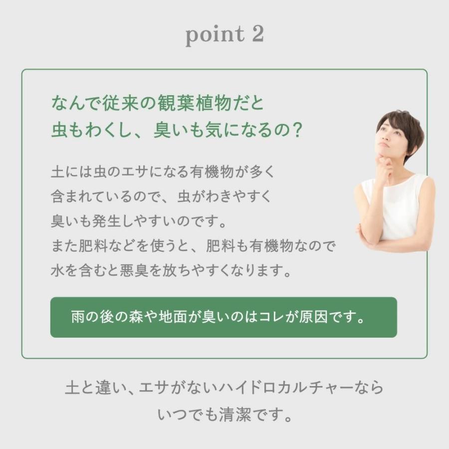 ポトスエンジョイ 小さい観葉植物 本物 ハイドロカルチャー 幸せの木 ミニ 開店祝い 水耕栽培【選べるコースター：丸木/蓮根】 |  | 08