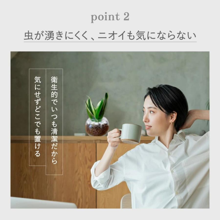 テーブルヤシ 観葉植物 本物 ハイドロカルチャー 邪気を払う ミニ 開店
