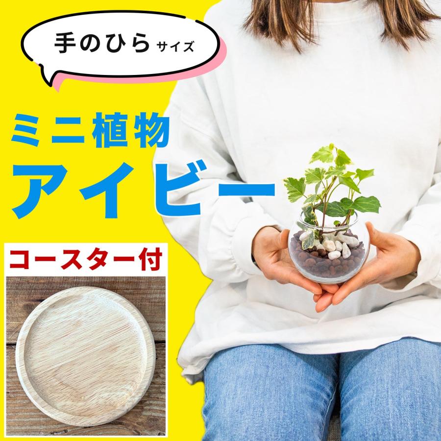 アイビー盆栽 コンクリート鉢 小型 楽天市場】盆栽 観葉盆栽 bonsai ミニ盆栽 てのひら盆栽