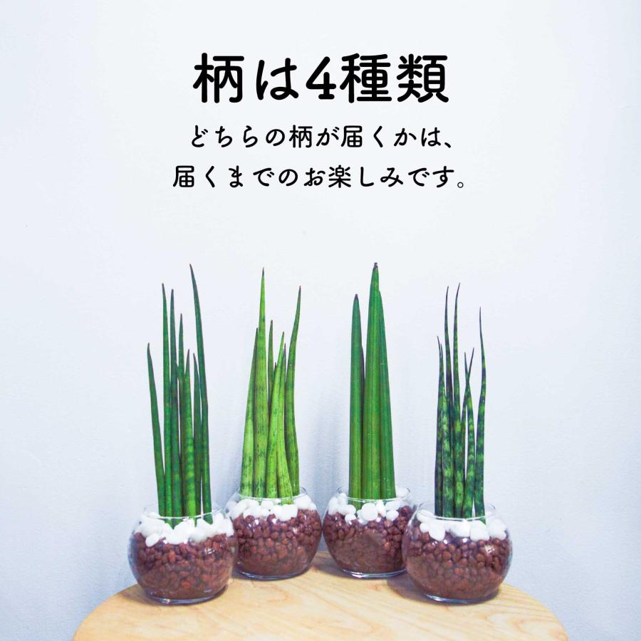 サンセベリア ミカド 小さい観葉植物 本物 ハイドロカルチャー 空気