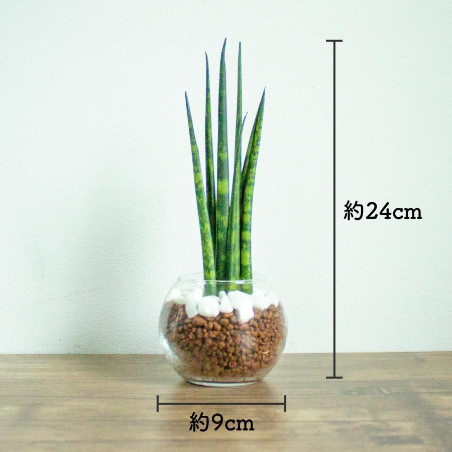 サンセベリア ミカド 小さい観葉植物 本物 ハイドロカルチャー 空気