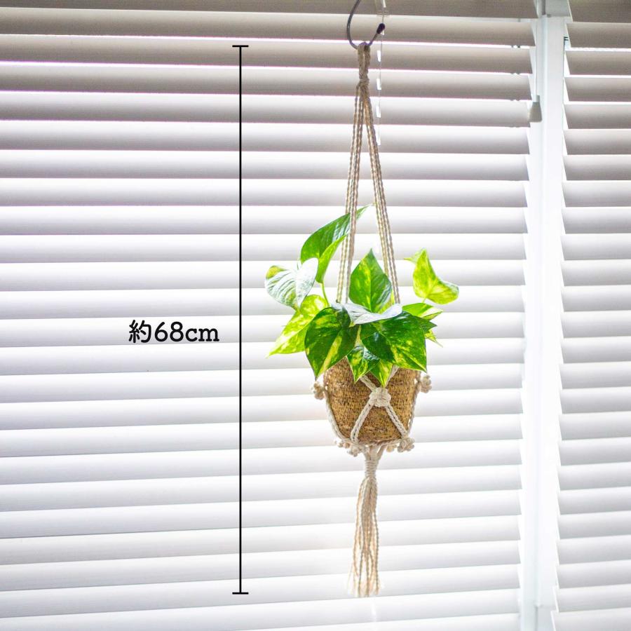 ゴールデンポトス ハンギングバスケット 室内 吊り下げ 観葉植物 本物 3号 吊るす 誕生日 お祝い ギフト プレゼント |  | 01