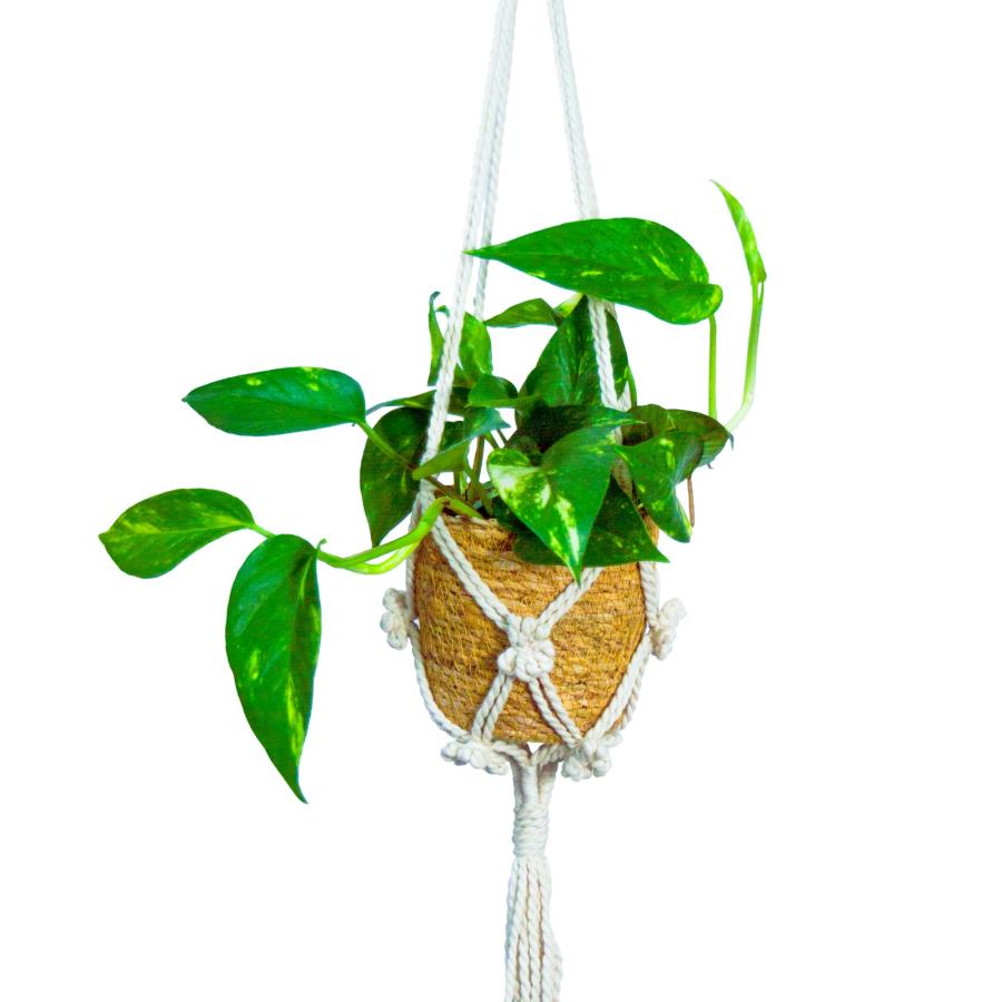 ゴールデンポトス ハンギングバスケット 室内 吊り下げ 観葉植物 本物 3号 吊るす 誕生日 お祝い ギフト プレゼント |  | 04