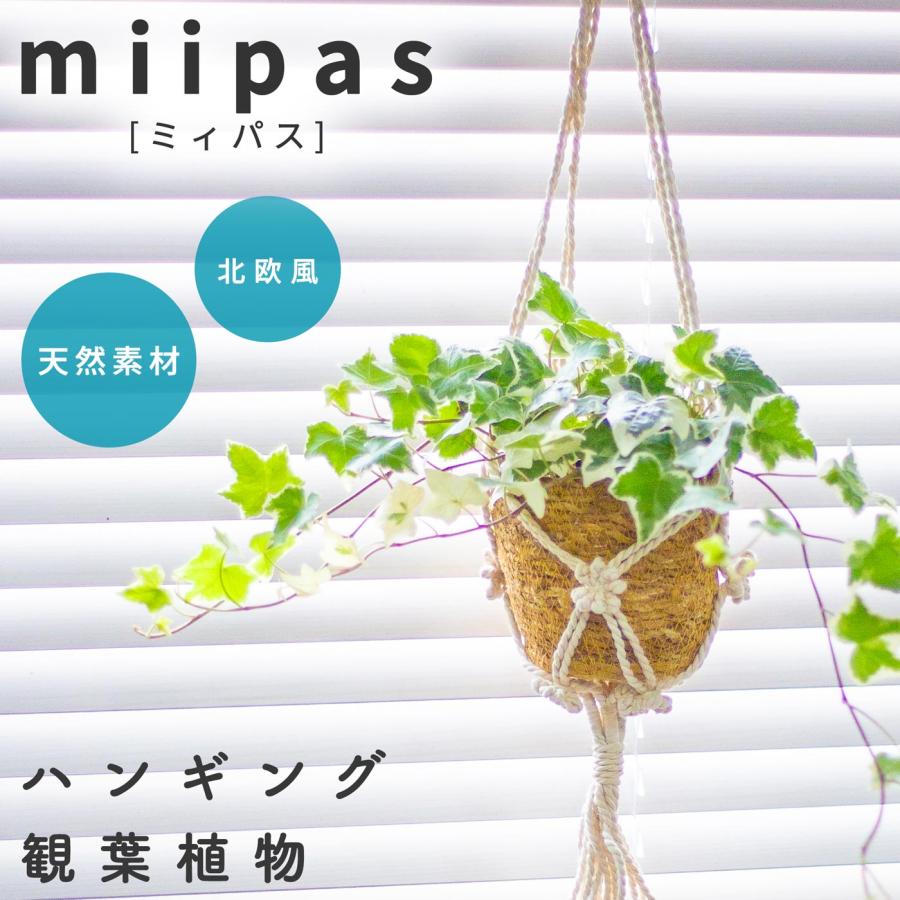 アイビーハンギング 観葉植物 本物 吊り下げ つり下げ 天井から吊るす ヘデラ ハンギングプランツ カゴ（Yahoo!・miipas）