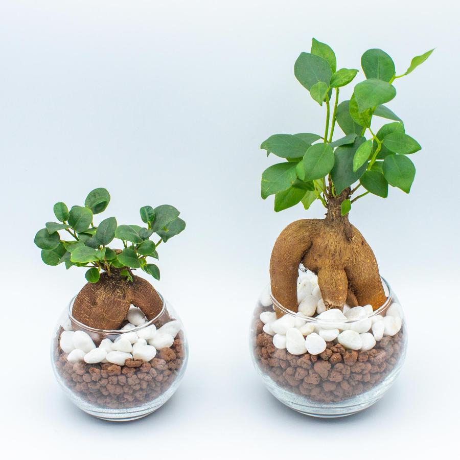 ハイドロカルチャー 植え替え 4点セット ガラス瓶 S 直径9cm 容器 ハイドロコーン 飾り石 防腐剤 ゼオライト 観葉植物 多肉植物 |  | 12