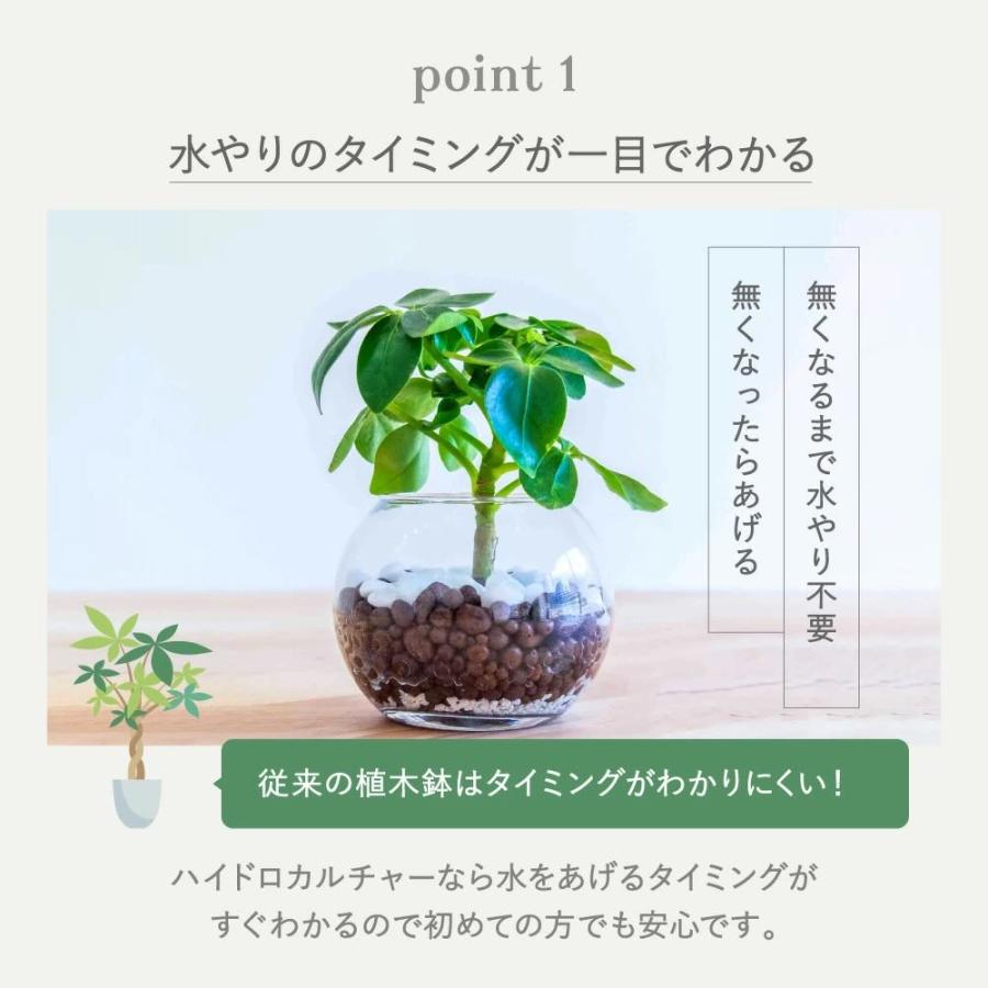 ハイドロカルチャー 植え替え 4点セット ガラス瓶 S 直径9cm 容器 ハイドロコーン 飾り石 防腐剤 ゼオライト 観葉植物 多肉植物 |  | 01