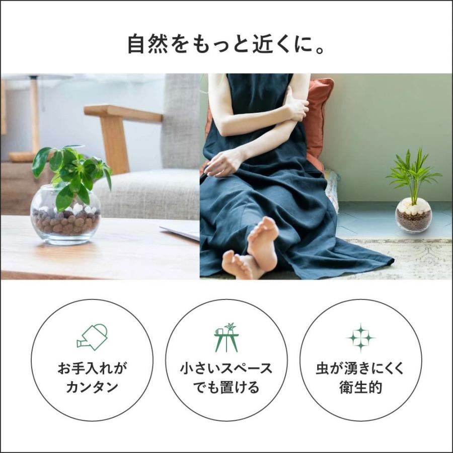 ハイドロカルチャー 植え替え 4点セット ガラス瓶 S 直径9cm 容器 ハイドロコーン 飾り石 防腐剤 ゼオライト 観葉植物 多肉植物 |  | 08