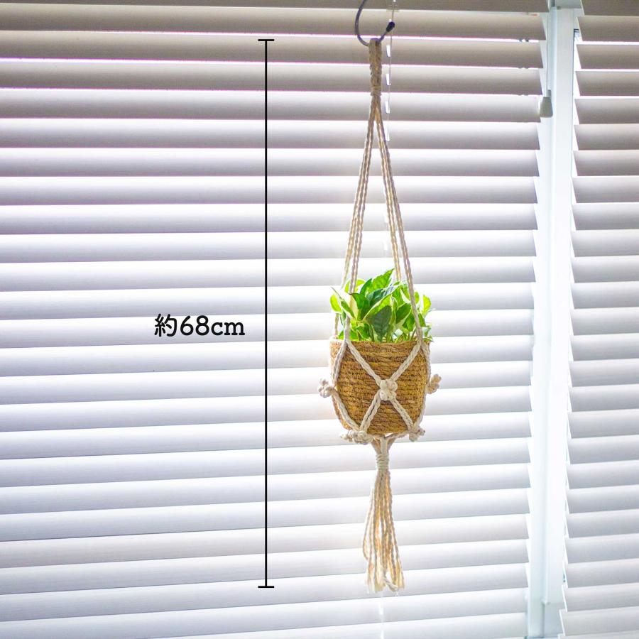 ポトスエンジョイ ハンギングプランツ 吊り下げ 観葉植物 本物3号
