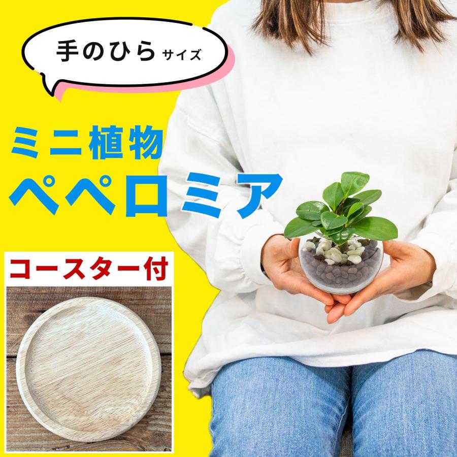 ペペロミア 小さい観葉植物 本物 ハイドロカルチャー 丸い葉っぱ ミニ 開店祝い 水耕栽培【コースター付き】（Yahoo!・miipas）
