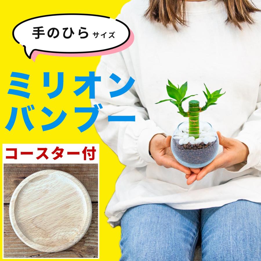 ミリオンバンブー キングバンブー 小さい観葉植物 本物 ハイドロカルチャー おしゃれ ミニ 開店祝い 水耕栽培【コースター付き】（Yahoo!・miipas）