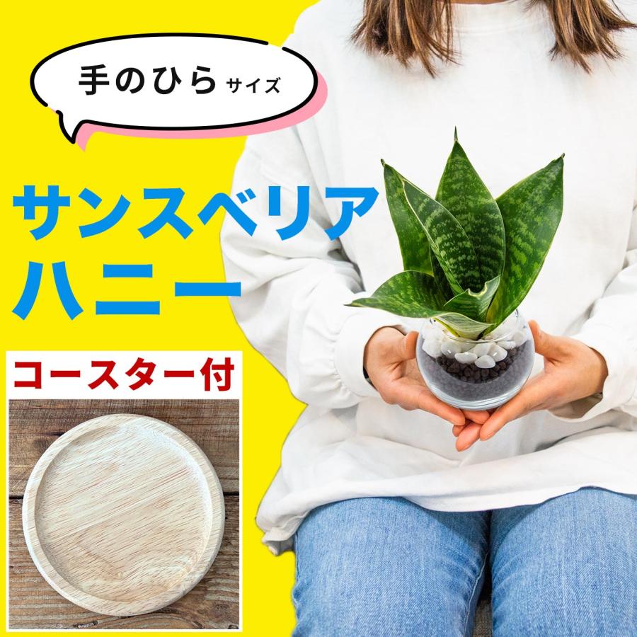 サンスベリア ハニー 空気清浄 マイナスイオンミニ 観葉植物 本物