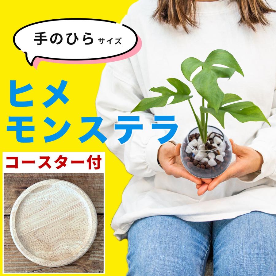 モンステラ ヒメモンステラ ハイドロカルチャー 本物 ミニ 初心者も