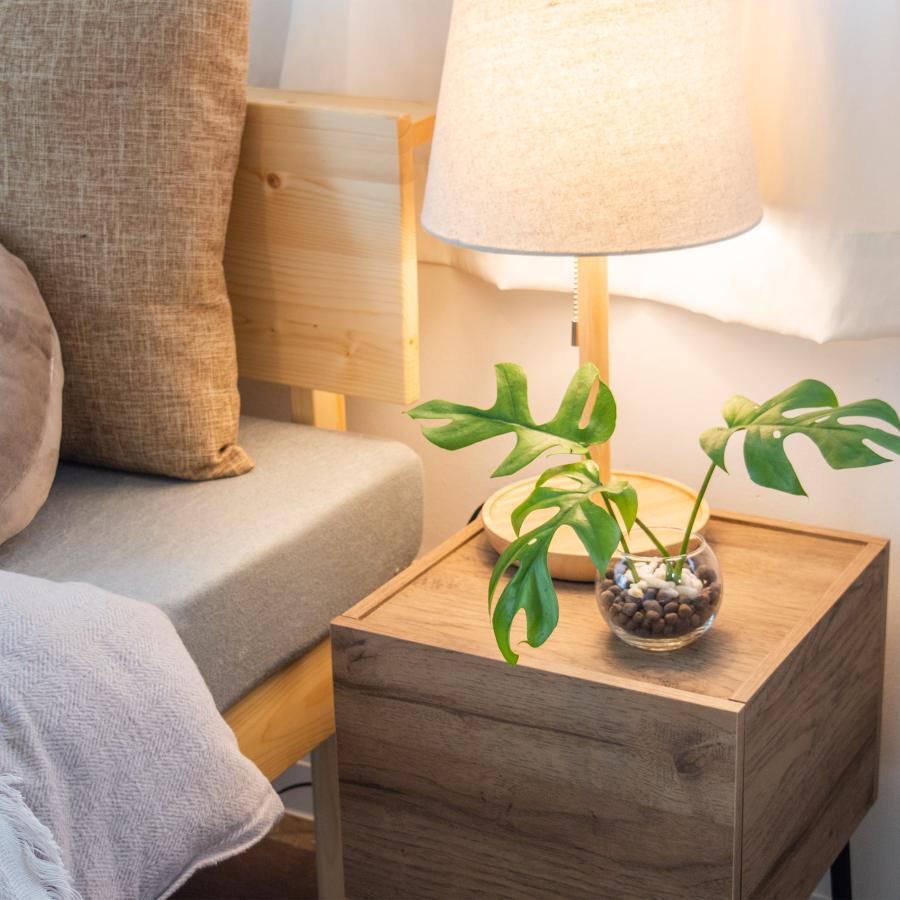 モンステラ ヒメモンステラ ハイドロカルチャー 本物 ミニ 初心者も