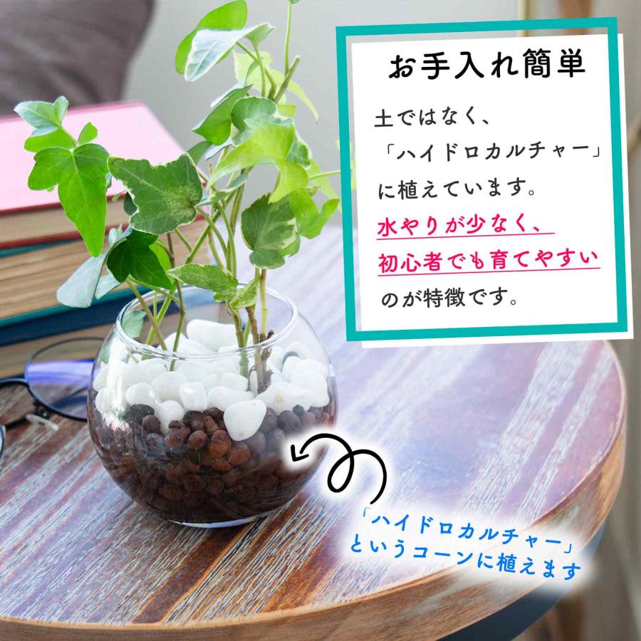 モンステラ ヒメモンステラ ハイドロカルチャー 本物 ミニ 初心者も