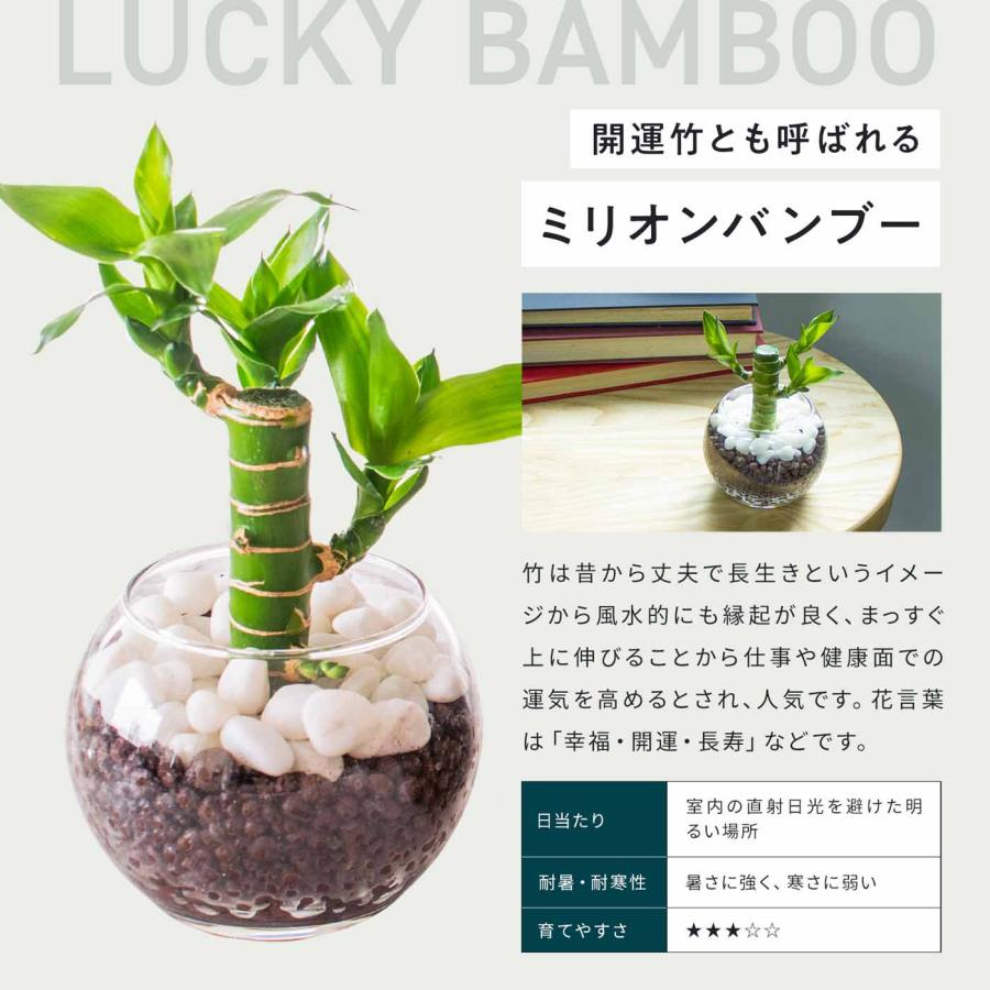 観葉植物 初心者にもおすすめお試し3点セット（サンスベリア 4号 