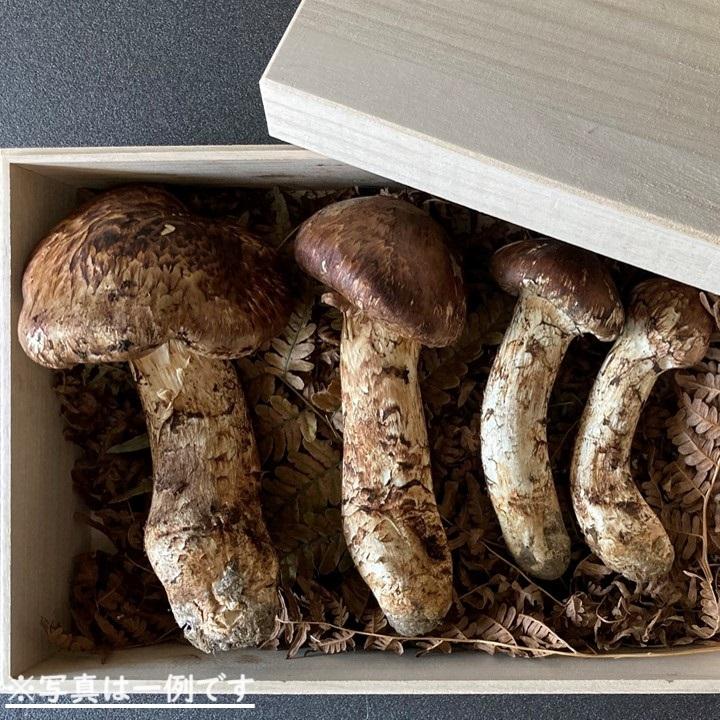 松茸 国産 まつたけ マツタケ 計450〜550g 4〜5本程度 岩手県  