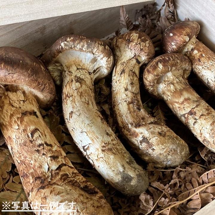 松茸 国産 まつたけ マツタケ 計450〜550g 4〜5本程度 岩手県 