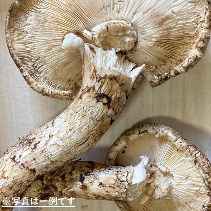 北海道産松茸①
