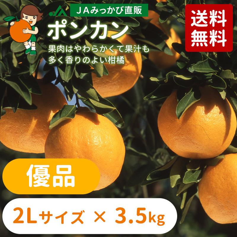 2月上旬発送】みかん ポンカン 優品 2Lサイズ 3.5kg 【他の商品と同時