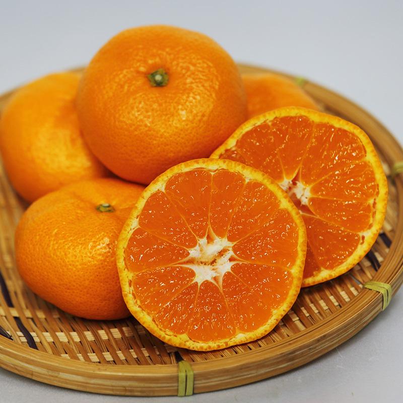 3月発送】みかん 本貯蔵青島「誉れ 」赤秀品 Mサイズ 4kg 【他の商品と