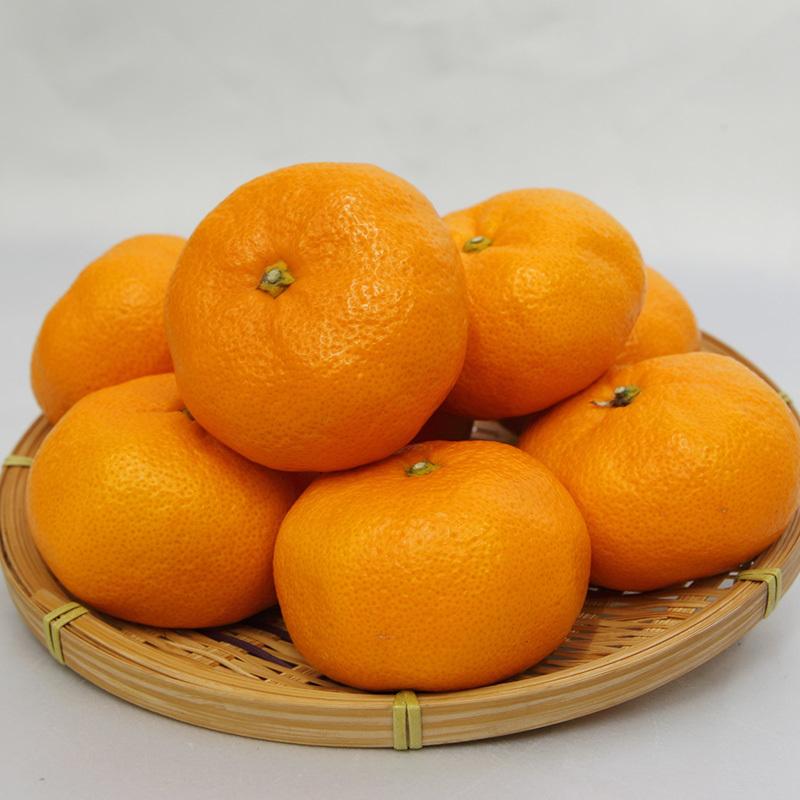 3月発送】みかん 本貯蔵青島「誉れ 」赤秀品 Lサイズ 4kg 【他の商品と