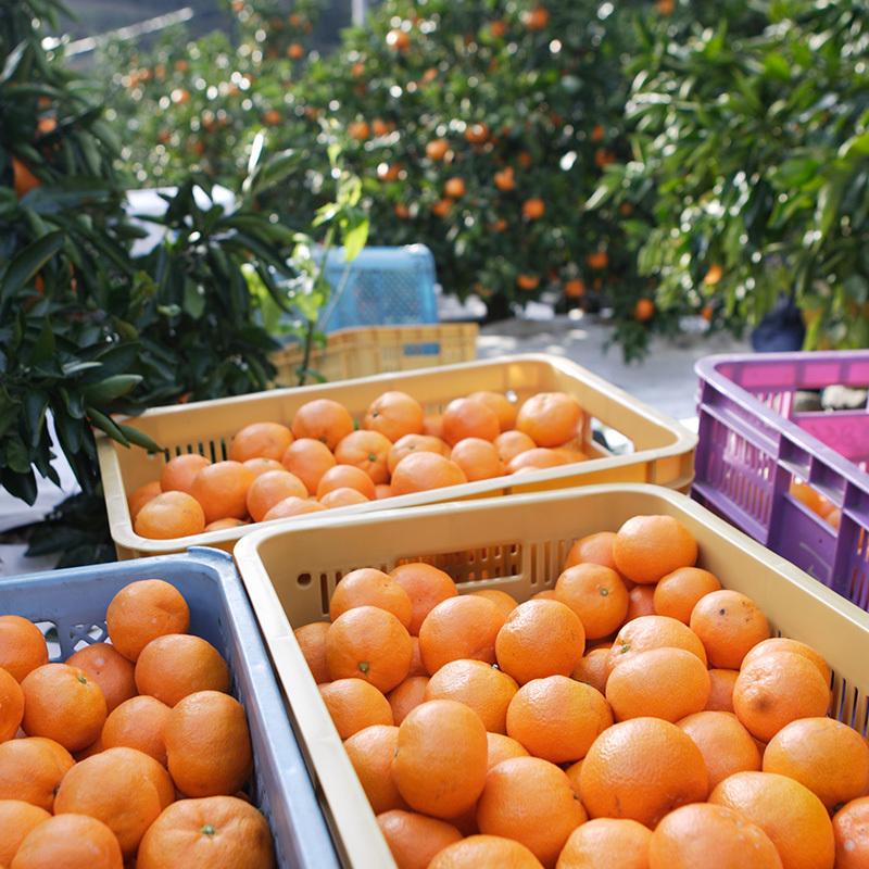 みかん 早生完熟「心」青秀品 Lサイズ 4kg JAみっかび 産地直送