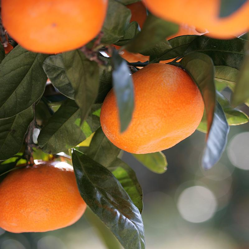 みかん 青島みかん 秀品 Mサイズ 8kg 【年明け発送：2026年1月5日〜2月