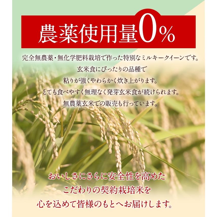 福井県産 特別栽培米 ミルキークイーン 発芽玄米 2kg×2袋　無農薬 ミルキークイーン 発芽玄米 「特選」 2Kg 甘みがありモチモチやわらか