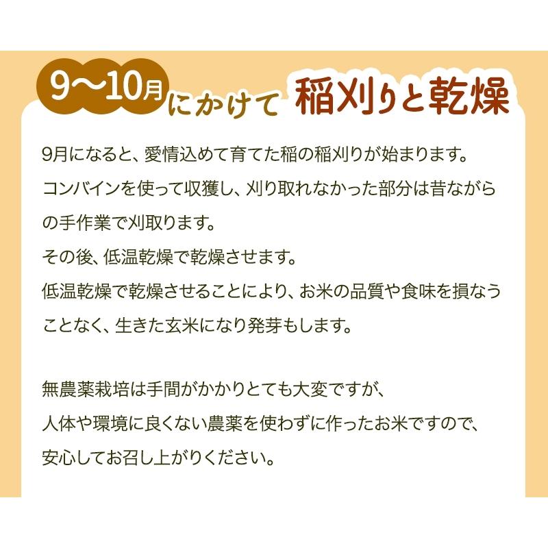 無農薬 玄米 米 5kg 無農薬 コシヒカリ 匠 令和5年福井県産 送料無料 無農薬・無化学肥料栽培｜mikaku-club｜11