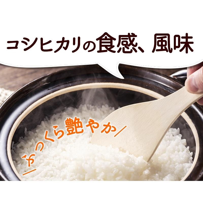 無農薬 玄米 米 5kg 無農薬 コシヒカリ 匠 令和5年福井県産 送料無料 無農薬・無化学肥料栽培｜mikaku-club｜14