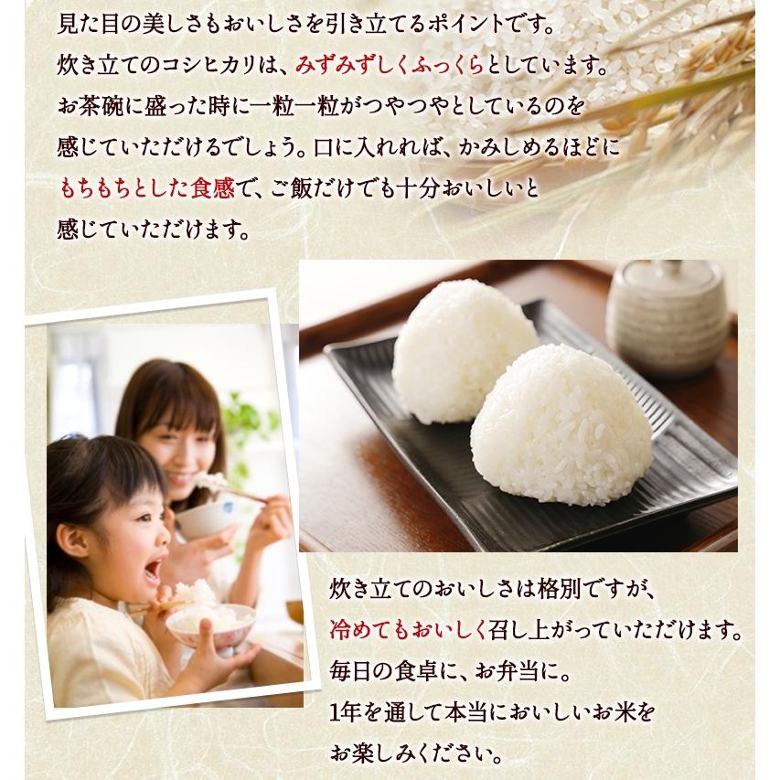 コシヒカリ 無農薬 玄米 米 5kg 匠 令和6年福井県産 送料無料 無 コシヒカリ 無農薬 玄米 米 5kg 匠 令和6年福井県産 送料無料 無