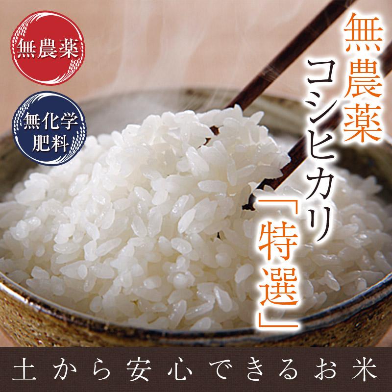 無農薬 米 玄米 2kg 無農薬 コシヒカリ 特選 令和5年 福井県産 送料