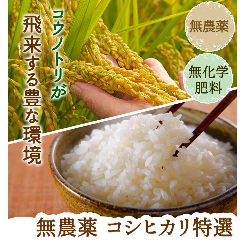 無農薬 米 玄米 2kg 無農薬 コシヒカリ 特選 令和5年 福井県産 送料