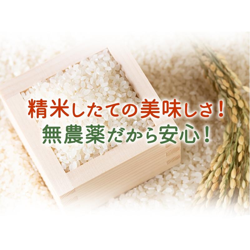 コシヒカリ 無農薬 米 玄米 5kg 無農薬 特選 令和7年福井県産 送料無料