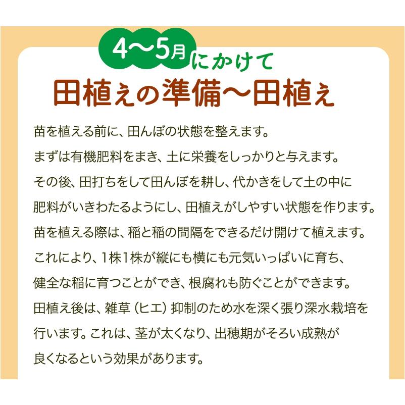 コシヒカリ 無農薬 米 玄米 5kg 特選 令和6年福井県産 送料無料 コシヒカリ 無農薬 米 玄米 5kg 特選 令和6年福井県産 送料無料