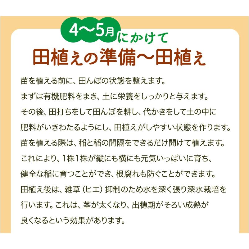 無農薬 米 玄米 5kg 無農薬 コシヒカリ 特選 令和5年福井県産 送料無料 無農薬・無化学肥料栽培｜mikaku-club｜09