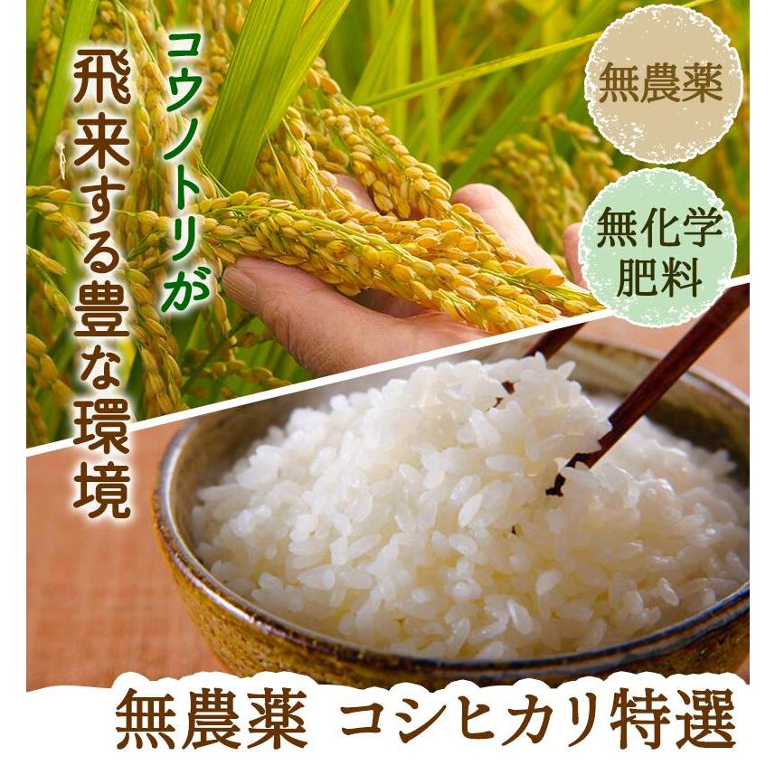 無農薬 米 玄米 10kg(5kg×2） 無農薬 コシヒカリ 特選 令和5年福井県産