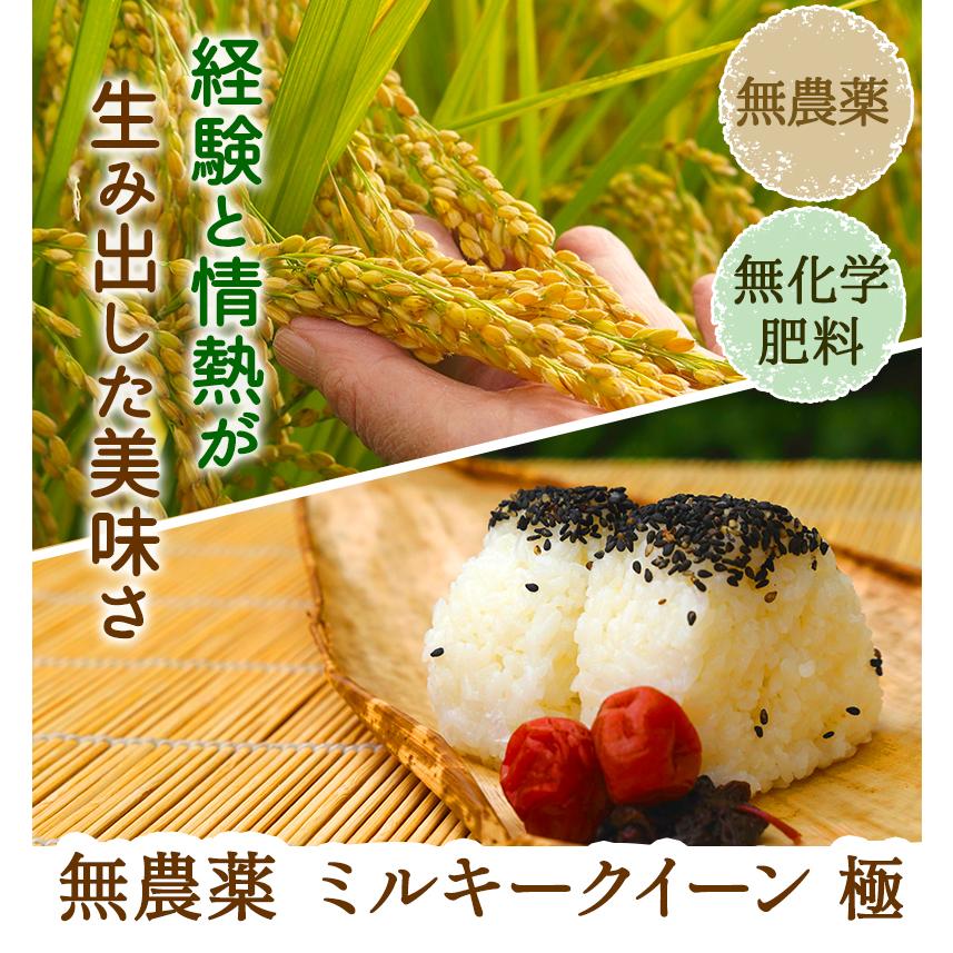 無農薬 玄米 米 15kg(5kg×3）無農薬 ミルキークイーン 極 令和5年福井県産 送料無料 無農薬・無化学肥料栽培｜mikaku-club｜02