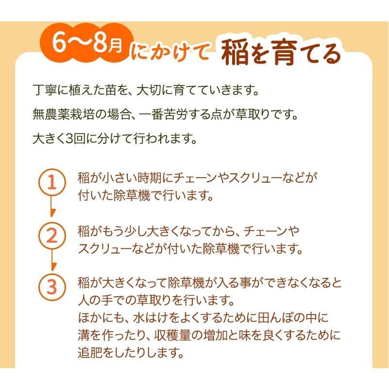 無農薬 玄米 米 10kg(5kg×2） 無農薬 ミルキークイーン 特選 令和5年福井県産 送料無料 無農薬・無化学肥料栽培｜mikaku-club｜10