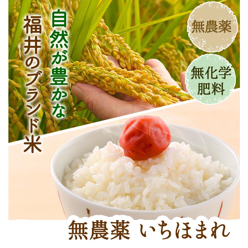 無農薬 玄米 米 3kg いちほまれ 令和6年福井県産 送料無料 無農薬・無 