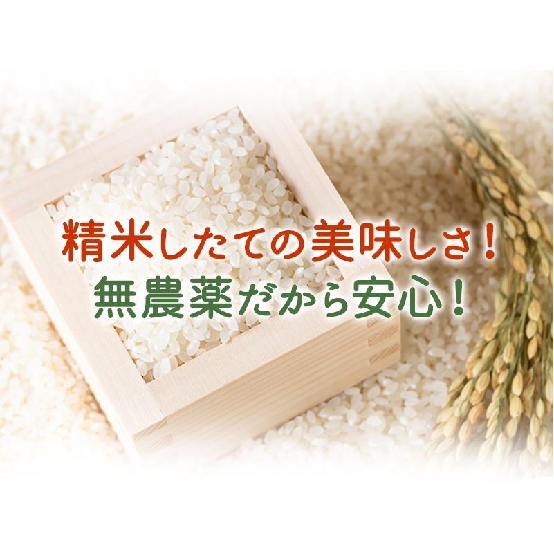 無農薬 玄米 米 3kg 無農薬 コシヒカリ プレミアム 新米 令和7年福井県産 送料無料 無農薬・無化学肥料栽培