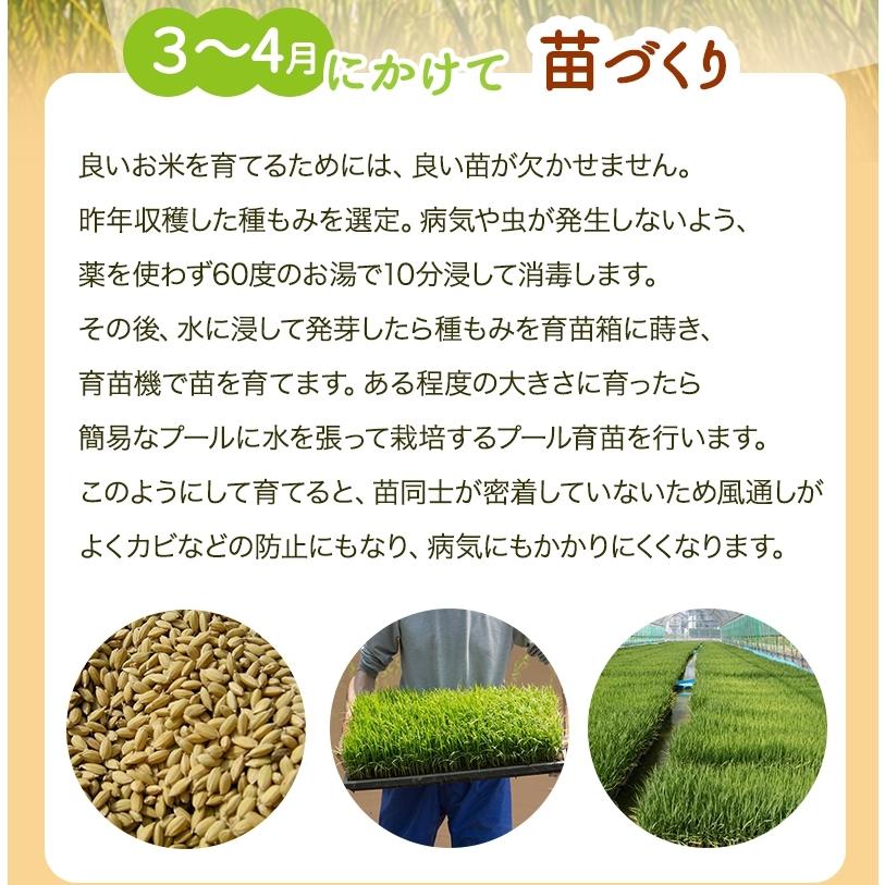 無農薬 玄米 米 3kg 無農薬 コシヒカリ プレミアム 新米 令和7年福井県産 送料無料 無農薬・無化学肥料栽培
