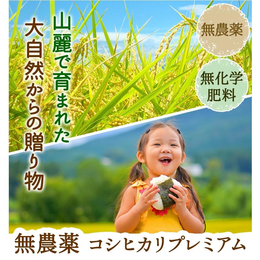 コシヒカリ 無農薬 玄米 米 5kg 無農薬 プレミアム 令和7年福井県産