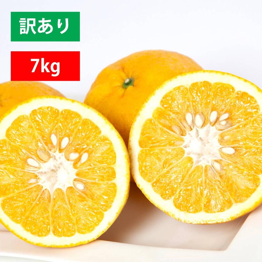 みかん 甘夏 あまなつ サンフルーツ サマーキング 愛媛産 約7kg 20個 