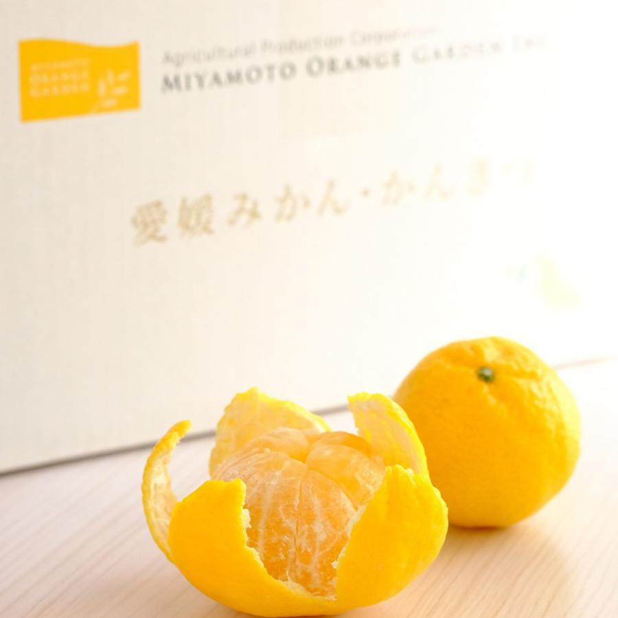 ミヤモトオレンジガーデン みかん 愛媛 媛小春 4kg 幻のかんきつ ミヤモトオレンジガーデン みかん 愛媛 媛小春 4kg 幻のかんきつ