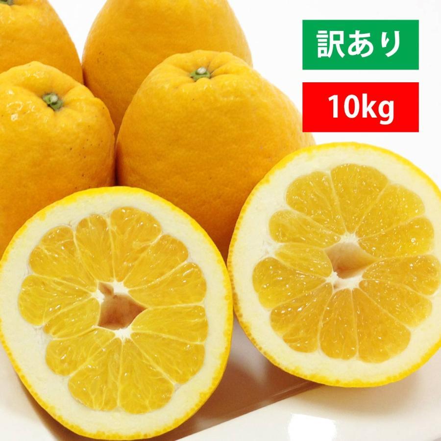 河内晩柑 和製グレープフルーツ 訳あり 10kg みかん ジューシー 愛媛産 オレンジ 産地直送 旬 ご家庭用 Kawati W10 みかんの花 通販 Yahoo ショッピング