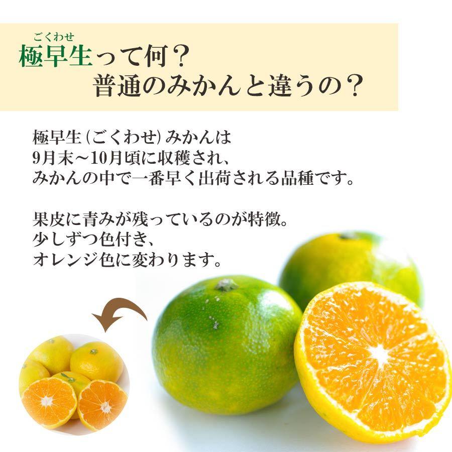 みかん 愛媛産 5kg 極早生 秀品 西宇和地区 八幡浜市産 S〜Lサイズ 40〜60玉前後入り 甘酸っぱい 酸味 010104000310｜mikan-hana｜05