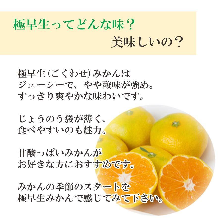 みかん 愛媛産 5kg 極早生 秀品 西宇和地区 八幡浜市産 S〜Lサイズ 40〜60玉前後入り 甘酸っぱい 酸味 010104000310｜mikan-hana｜06